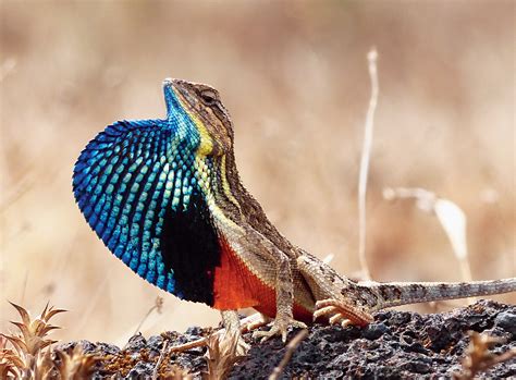 ecosystem | Wind farms: where kites stay away, lizards play - Telegraph