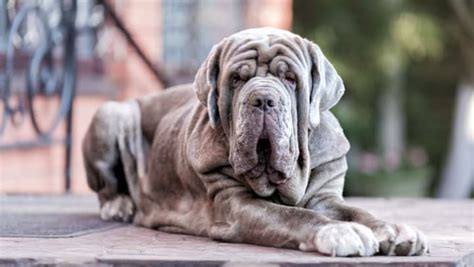 10 DOG BREEDS YOU NEVER KNEW EXISTED