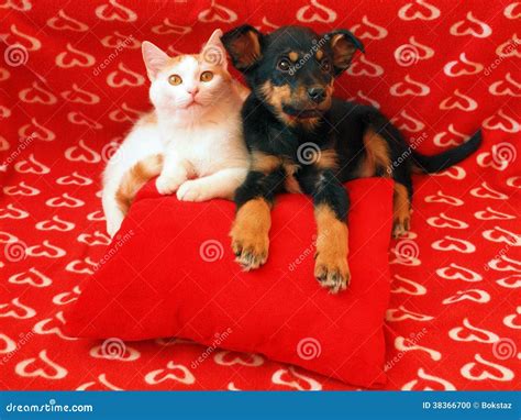 Cat and dog: friendship stock photo. Image of black, domestic - 38366700