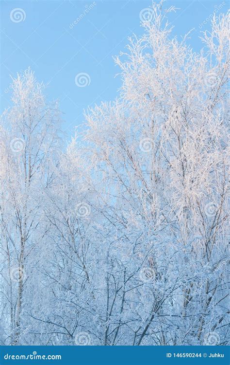 Birch Tree Covered In Frost Stock Photo Image Of Finland Nature