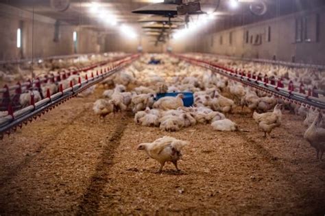 Human H5N1 Cases In The U S Are Rising That S Bad Timing With Flu