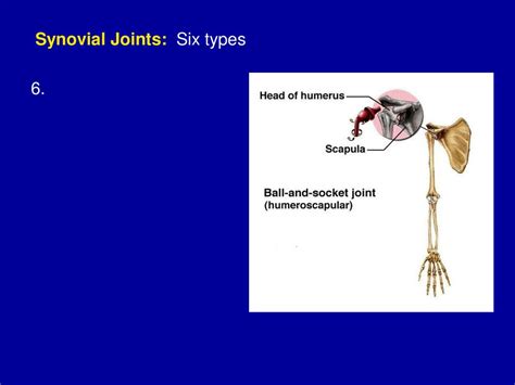 Biology 322 Human Anatomy I Ppt Download