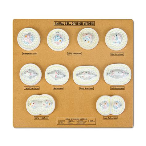 Mitosis And Meiosis Carolina Knowledge Center