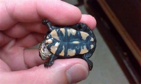 Yellow bellied mud turtle - Alchetron, the free social encyclopedia