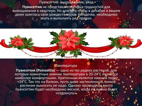 Пуансеттия - рождественская звезда - презентация онлайн