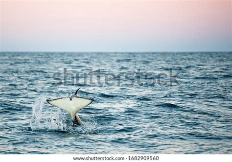 Orca Killer Whale Tail Splash On Stock Photo 1682909560 Shutterstock