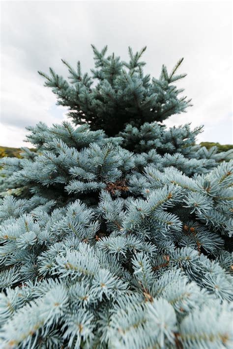 Picea Pungens Glauca Globosa Stock Photo Image Of Spring Green