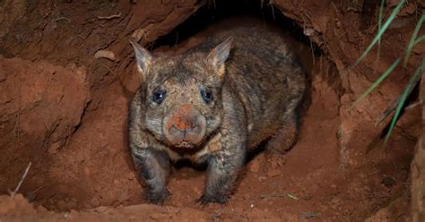 Camera Trap Captures Rare Endangered Wombat And Echidna PetaPixel