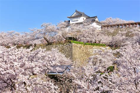 津山城 岡山県 全国の花風景 はなまっぷ～日本の美しい花風景～（花の名所検索サイト）｜絶景のお花畑を見に行こう！