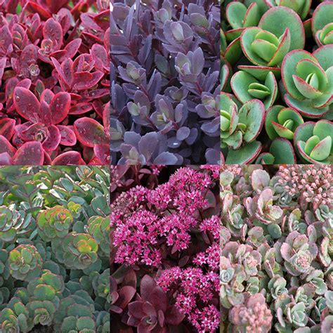 Succulent Ground Cover Collection | Great Garden Plants