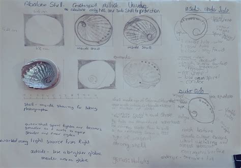 Week Two - Abalone Shell by Angel8V on DeviantArt