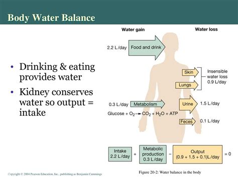 Integrative Physiology Ii Fluid And Electrolyte Balance Ppt Download