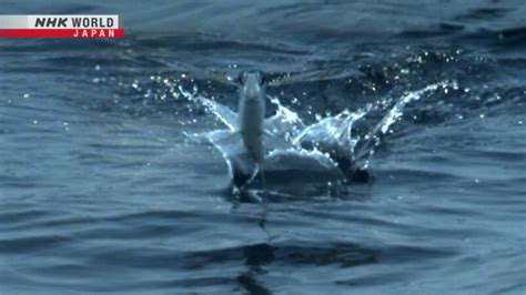 날치 45초 비행으로 기네스 세계기록 인정 | NHK WORLD-JAPAN News