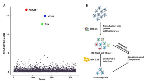 Cell 魏文胜课题组与合作者发现b族肠道病毒受体及病毒入侵细胞机制 Biopic网站中文版