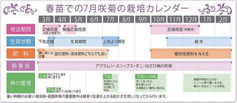 7月咲の栽培カレンダー - e-MUMshop
