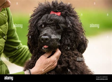 A close-up view of a charming black poodle wearing a red bow, its ...