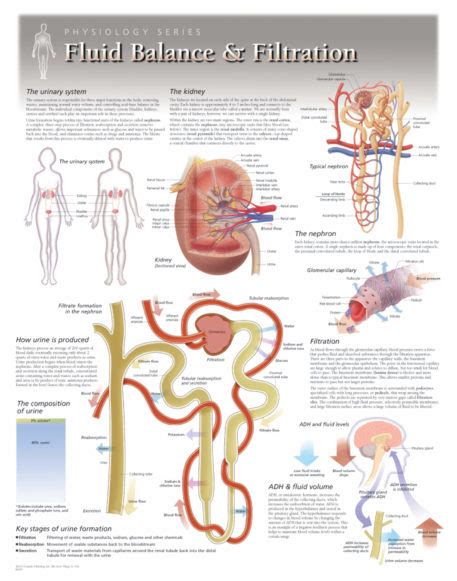 Fluid Balance | Scientific Publishing