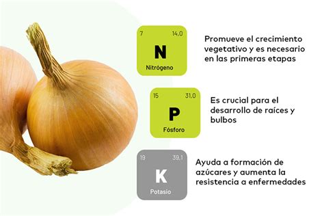 Fertilizante Para Cebolla Para Mejorar La Producción Blog Cambiagro