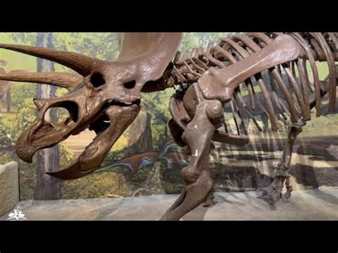 Boston Science Museum Dinosaur Exhibit Youtube