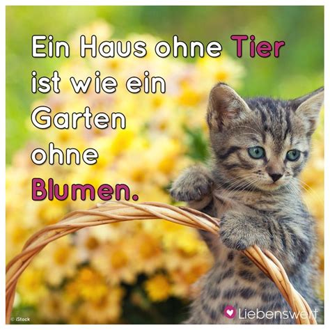 Spr Che F R Tierliebhaber Zitate Ber Katzen Spr Che Tiere Tiere