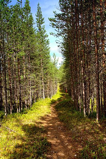 Landscape Northern Finland Woodland Nature Evergreen Photo Background ...