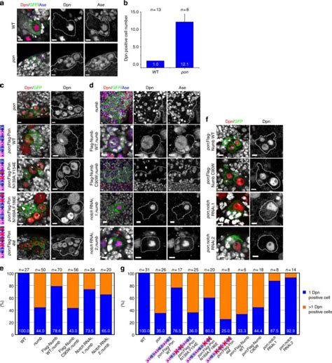 Basal Condensation Of Numb And Pon Complex Via Phase Transition During Drosophila Neuroblast