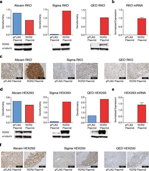 Western Blot And Ihc Analysis Of Rko And Hek Cells With Ectopic Ror