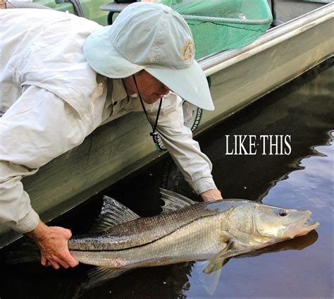 Limited Harvest Florida Snook Season Starts Sept. 1