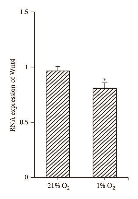 Hypoxia Inhibited Wnt Catenin Pathway Expressions Of Wnt And