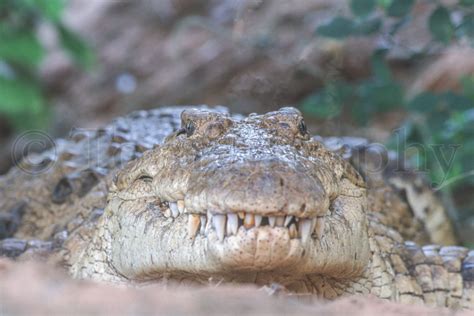 Nile Crocodile – Tom Murphy Photography