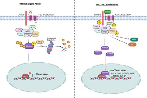 Frontiers The Role Of Wnt B In Physiology And Disease A Year Update