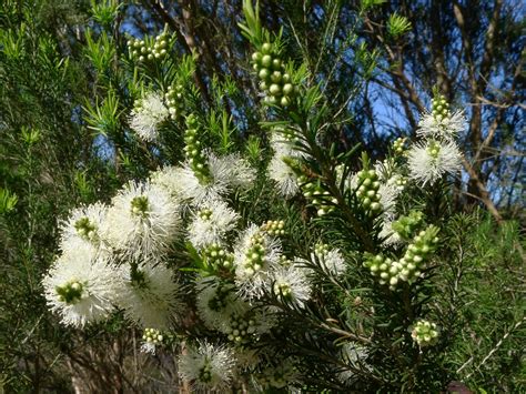 Melaleuca Ericifolia - Jayfields Nursery