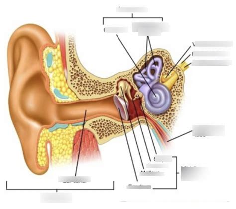 Inner Ear Diagram Quizlet