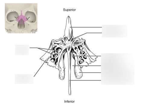 Axial Skeleton Ethmoid Bone Diagram Quizlet