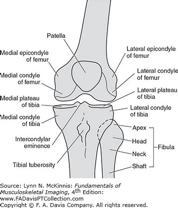 Eminence Definition Anatomy - Anatomical Charts & Posters