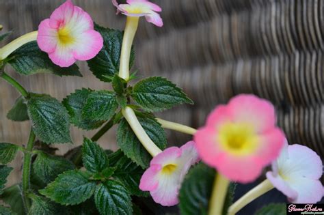 Genesis ахименес (58 фото) - фото - картинки и рисунки: скачать бесплатно