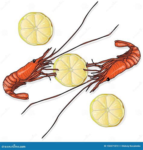 Red Cooked Prawn Or Tiger Shrimp Vector Illustration Isolated On White