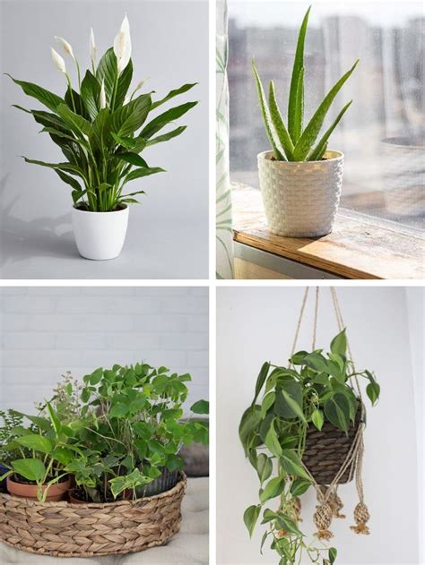 10 Best Air Purifying Houseplants - Veterinary Farm