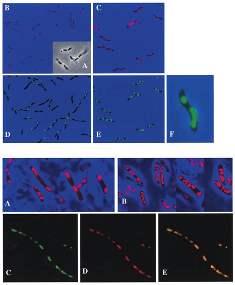 Phase Contrast A And Fl Uorescence B To F Microscopic Analyses Of