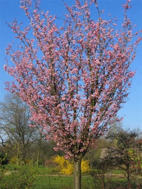 Prunus Sargentii Rancho Rosaceae Van Den Berk Nurseries