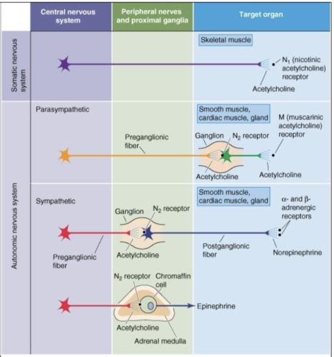 Physiology Of The ANS Flashcards Quizlet