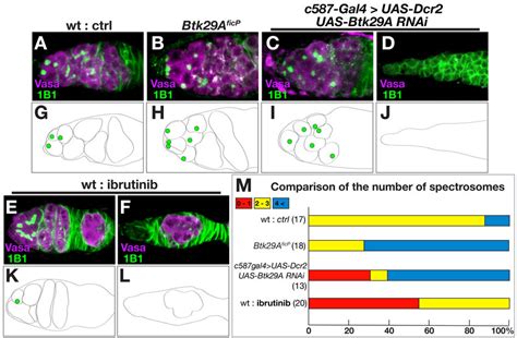 Btk A Deficiency Impairs Germ Cell Production In The Ovary A F