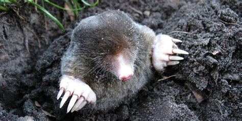 How To Get Rid Of Moles In The Garden Humanely Predator Guard