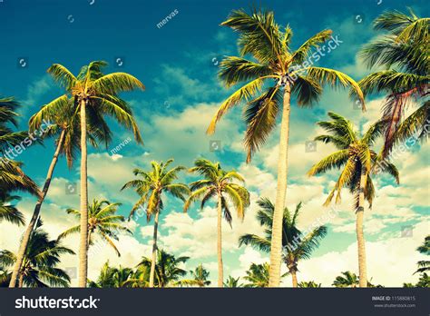 tropical sky stock photo  shutterstock