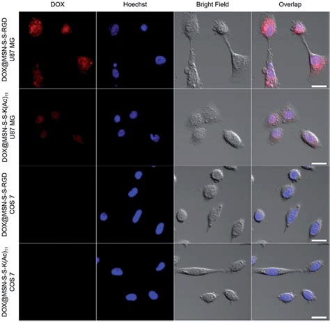 A Redox Responsive Drug Delivery System Based On Rgd Containing Peptide