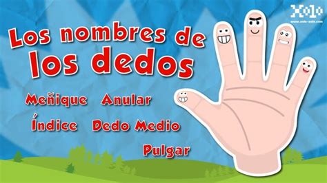 Descubre Los Nombres De Los Dedos De Las Manos Gu A Completa