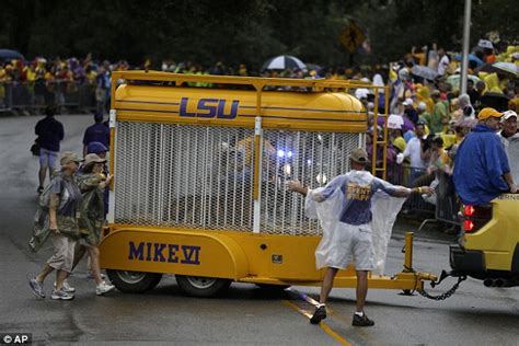 Louisiana State University's tiger mascot Mike to undergo radiation therapy for cancer | Daily ...