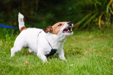 How to Stop Your Dog From Barking at Others While Walking: 9 Vet ...