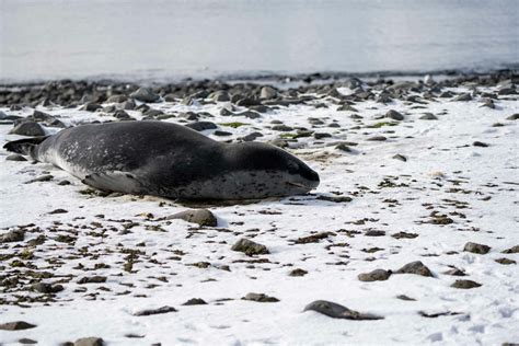 King George Island, Antarctica – RMF Travel