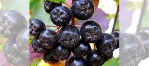 Черноплодная рябина ягода крупная, сочная купить в Санкт-Петербурге ...